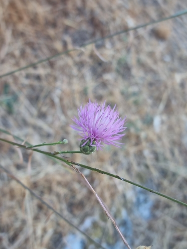 dagger flower