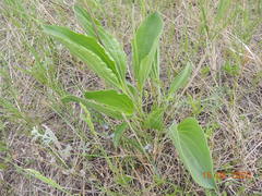 Plantago maxima