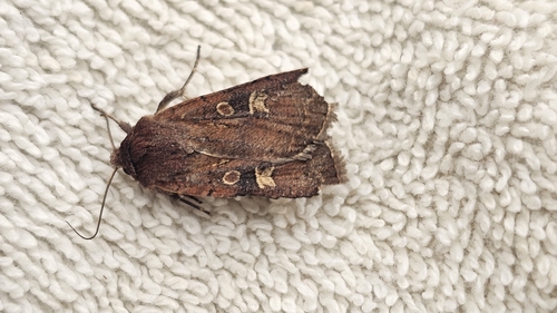 Square-spot Rustic