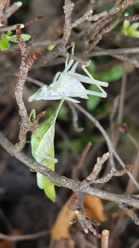 Atractomorpha lata
