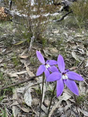 Waxlip Orchid