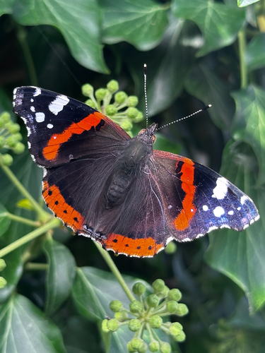 Red Admiral