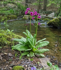 Primula japonica