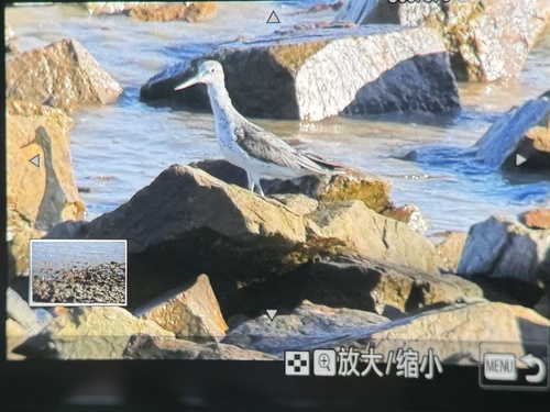 Common Greenshank