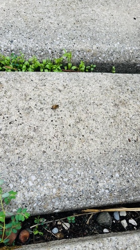 Western Honey Bee