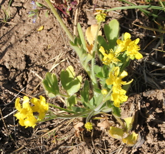 Ranunculus occidentalis occidentalis