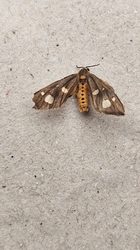 Dysauxes famula
