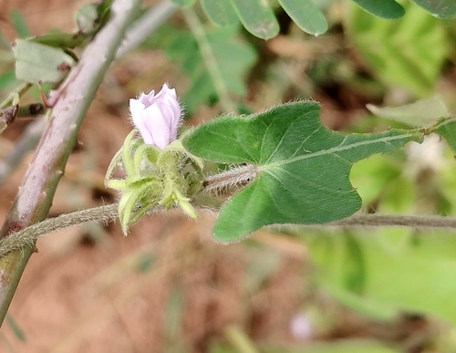 Ipomoea eriocarpa observed 2026-09-12
