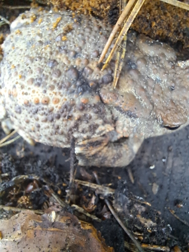 European Toad