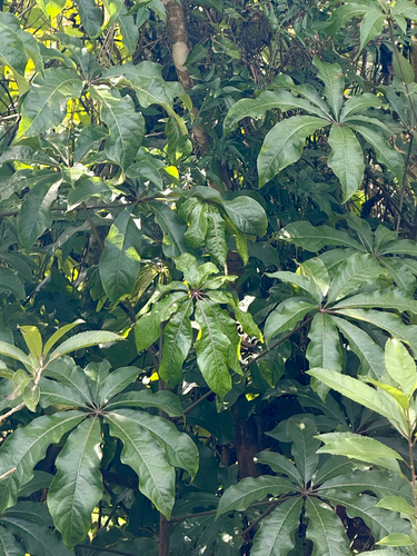 Schefflera digitata, photograph 3