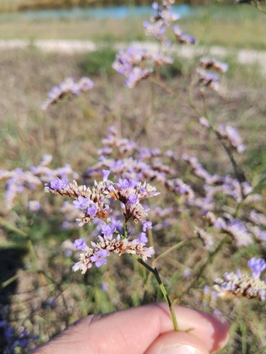 Swamp sea-lavender