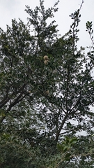 Limonia acidissima