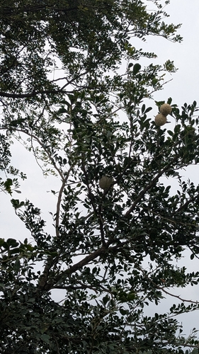 Limonia acidissima, photograph 2