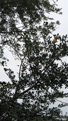 Limonia acidissima, photograph (c) Ravuri Krishna Chaitanya, some rights reserved (CC BY)