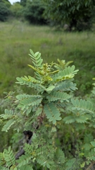 (c) Ravuri Krishna Chaitanya, some rights reserved (CC BY) Senna auriculata, photograph (c) Ravuri Krishna Chaitanya, some rights reserved (CC BY)