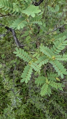 (c) Ravuri Krishna Chaitanya, some rights reserved (CC BY) Senna auriculata, photograph (c) Ravuri Krishna Chaitanya, some rights reserved (CC BY)
