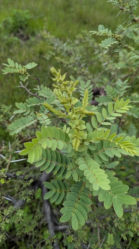 Senna auriculata, photograph 4