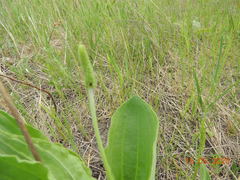Plantago maxima