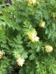Corydalis nobilis