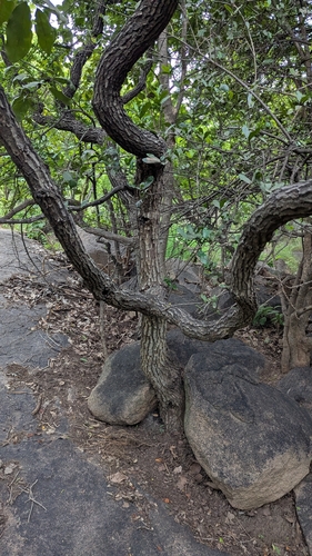 Diospyros melanoxylon, photograph 5