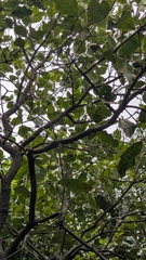 Diospyros melanoxylon, photograph (c) Ravuri Krishna Chaitanya, some rights reserved (CC BY)