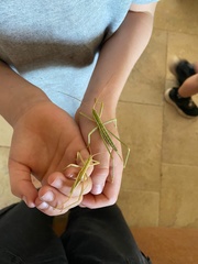 Saga ornata
