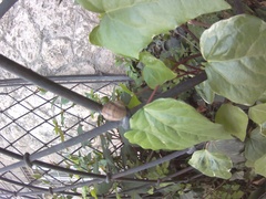 Helix albescens