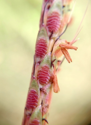 Ischaemum rugosum observed 2026-09-12