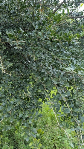 Limonia acidissima, photograph 3