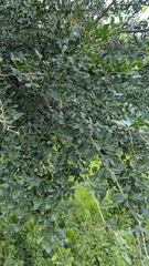 Limonia acidissima, photograph (c) Ravuri Krishna Chaitanya, some rights reserved (CC BY)