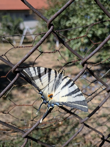 Scarce Swallowtail