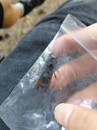 Yellow-legged Hornet