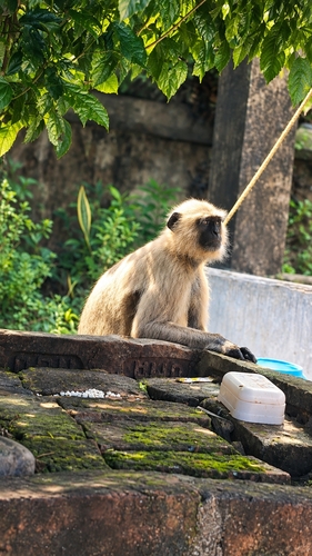 Bengal Sacred Langur
