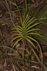 Lepidozamia peroffskyana