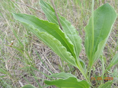 Plantago maxima