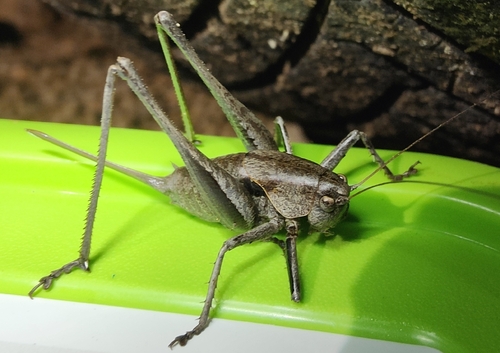 Thyreonotus corsicus