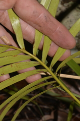 Lepidozamia peroffskyana