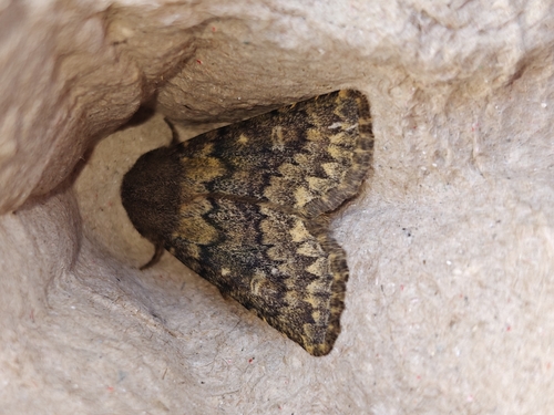 Brindled Ochre