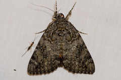 Catocala umbrosa