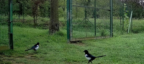 Eurasian Magpie