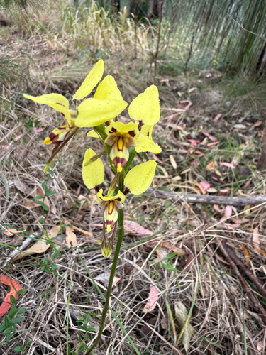 Tiger Orchid