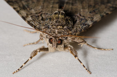 Catocala umbrosa