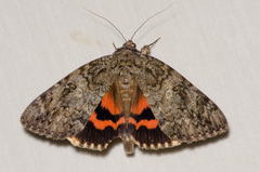Catocala umbrosa