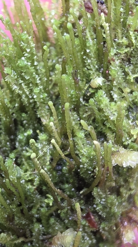 Neoorthocaulis attenuatus observed 2026-09-12