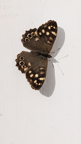 Speckled Wood