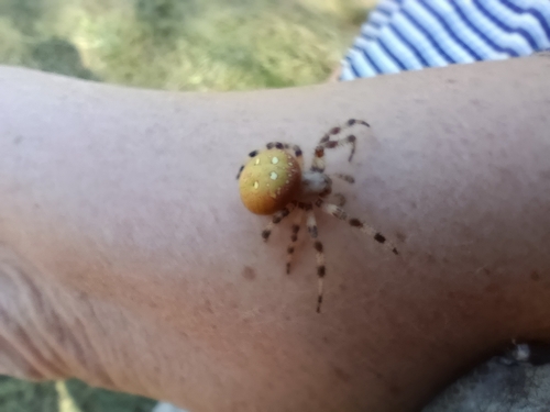 Four-spot Orbweaver