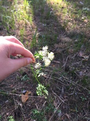 Thalictrum petaloideum