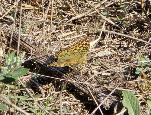Cardinal Butterfly