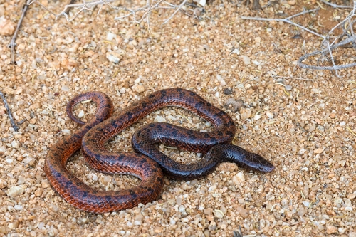 Photo of a Namibian Wolf Snake (Lycophidion namibianum)