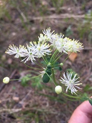 Thalictrum petaloideum